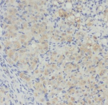 ENOX2 Antibody