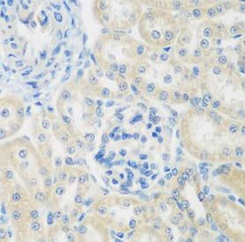ENPEP Antibody