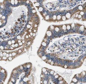 ENSA Antibody