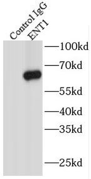 SLC29A1 Antibody
