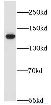 NID1 Rabbit Polyclonal Antibody