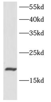 CCL11 Antibody
