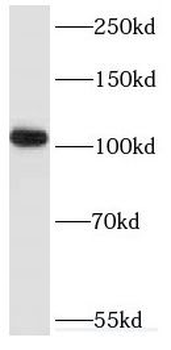 RAPGEF4 Antibody