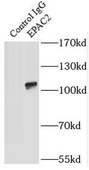 RAPGEF4 Antibody