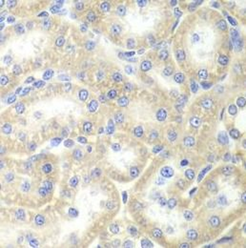 EPB41 Antibody