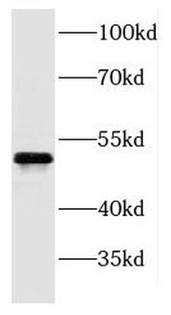 PROCR Antibody