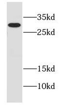 EFNA3 Antibody