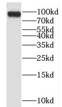 EPS15L1 Antibody