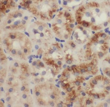 ERBIN Antibody