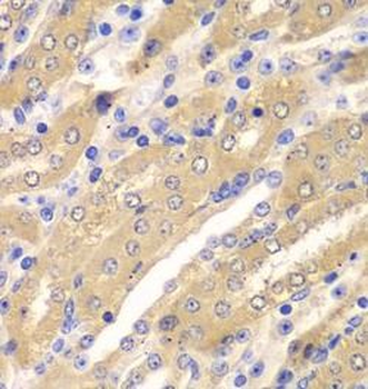 ERGIC2 Antibody