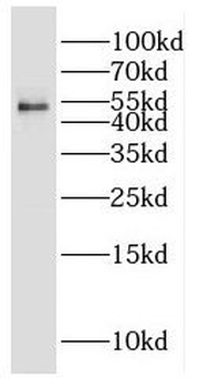 ERGIC3 Antibody