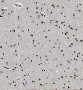 ERH Antibody