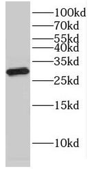 ERP29 Antibody