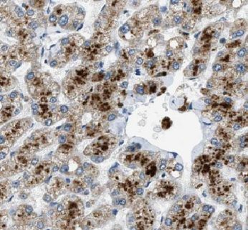 ERP29 Antibody