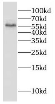 ESAM Antibody