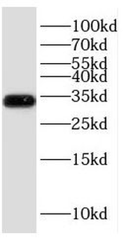 ESD Antibody