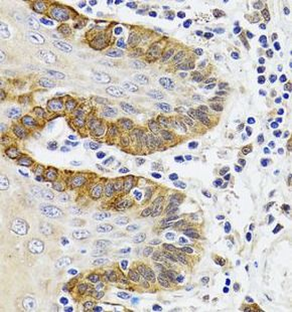 ESD Antibody