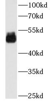 ESR2 Mouse Monoclonal Antibody
