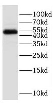 ESRRB Antibody