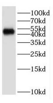 ESRRG Antibody