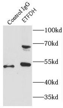 ETFDH Antibody