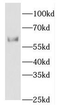ETV4 Antibody