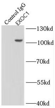 EXOC1 Antibody
