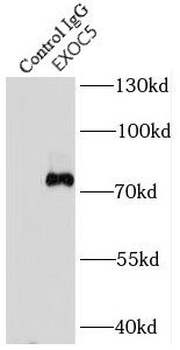 EXOC5 Antibody