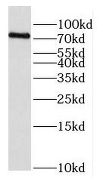 EXOC5 Antibody
