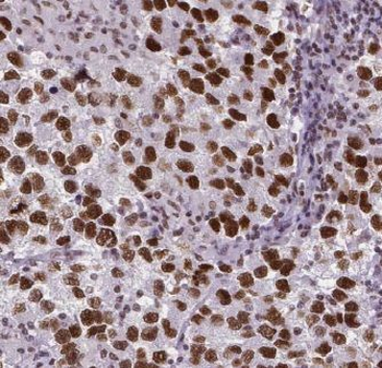 EXOC5 Antibody
