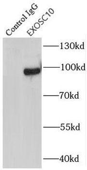 EXOSC10 Antibody
