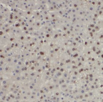 EXOSC2 Antibody