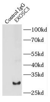 EXOSC3 Antibody