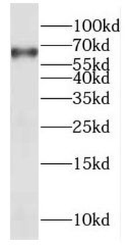 EXOSC9 Antibody