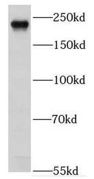 EXPH5 Antibody