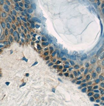 EXPH5 Antibody