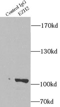 EZH2 Antibody