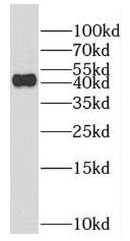 F2RL3 Antibody