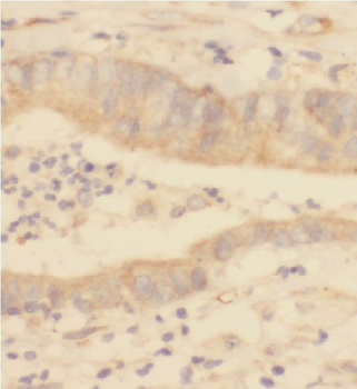 F2RL3 Antibody