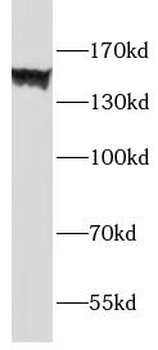 ADGRE1 Antibody