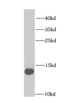 FABP1 Antibody
