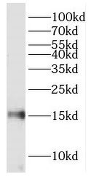 FABP7 Antibody