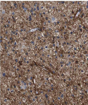 FABP7 Antibody