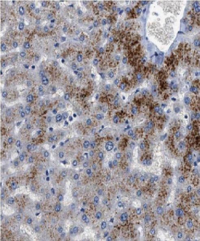 F12 Antibody