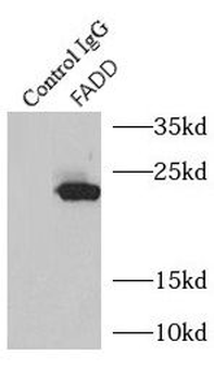 FADD Rabbit Polyclonal Antibody