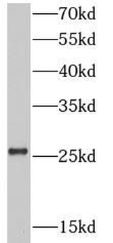 FADD Rabbit Polyclonal Antibody