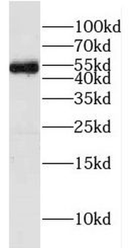 FAF2 Antibody