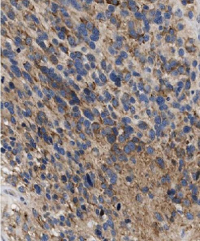 FAIM Antibody