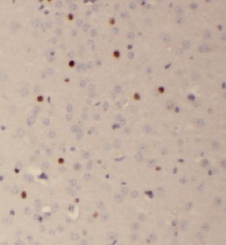 FAM118B Antibody