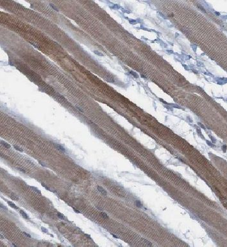 FAM120A Antibody